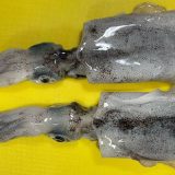 アオリイカ新子、福井のおかっぱり釣行