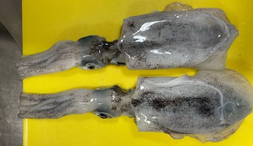 アオリイカ新子、福井のおかっぱり釣行