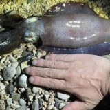 秋イカ攻略！敦賀のおかっぱり釣行