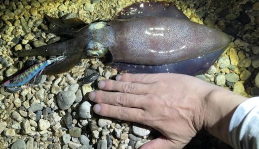 秋イカ攻略！敦賀のおかっぱり釣行