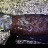 福井の秋イカ釣果、エギング釣行記録、敦賀と越前