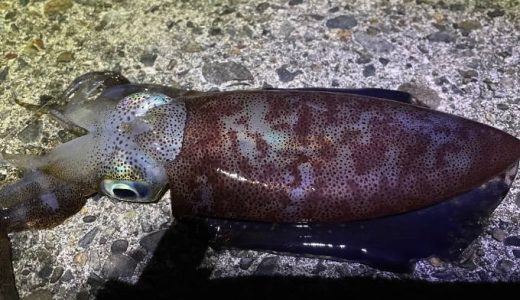 福井の秋イカ釣果、エギング釣行記録、敦賀と越前