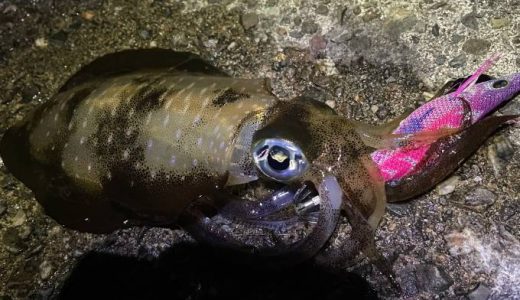 【秋イカエギング攻略】釣れる場所と狙い方を徹底解説！堤防からサーフ・穴場まで