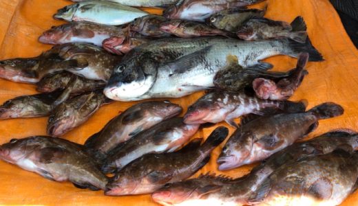 飛島出航、キジハタ爆釣、クロダイにシーバス