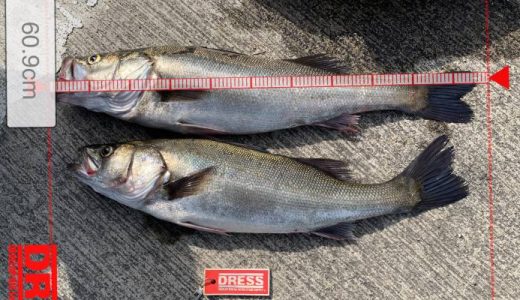 丸っと太った良いサイズ、2馬力ボート釣行