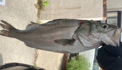 渋い1日。飛島2馬力ボートシーバス