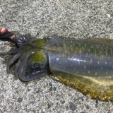 【2026年最新版】福井越前の秋イカ釣果情報